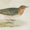 Black Wood Farmhouse Cottage Birds Wall Art Set